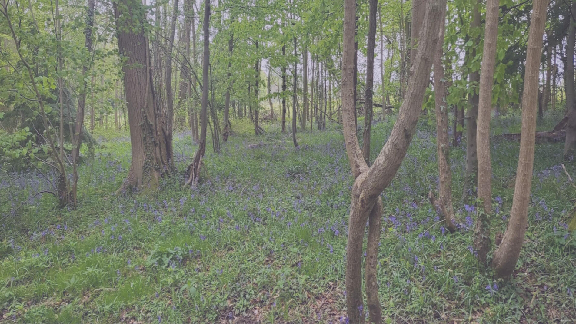 A lush woodland scene in spring, with tall trees scattered across a carpet of green grass and blooming bluebells. Soft light filters through fresh green leaves, and twisted trunks add a sense of quiet, natural movement to the peaceful setting. Captured by